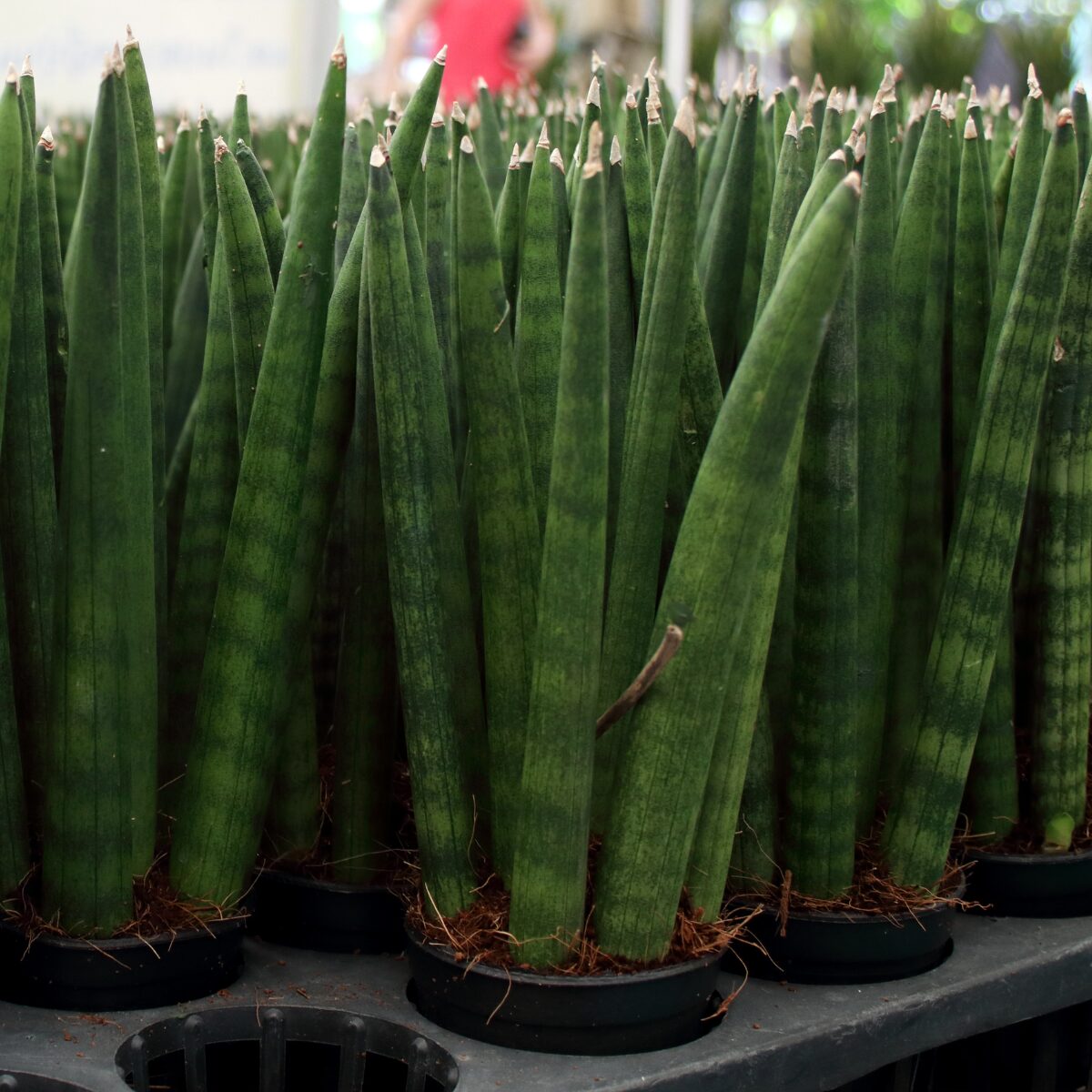 観葉植物】棒タイプの人気種！サンスベリア・スタッキー